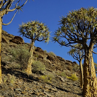 Aloe dichotoma